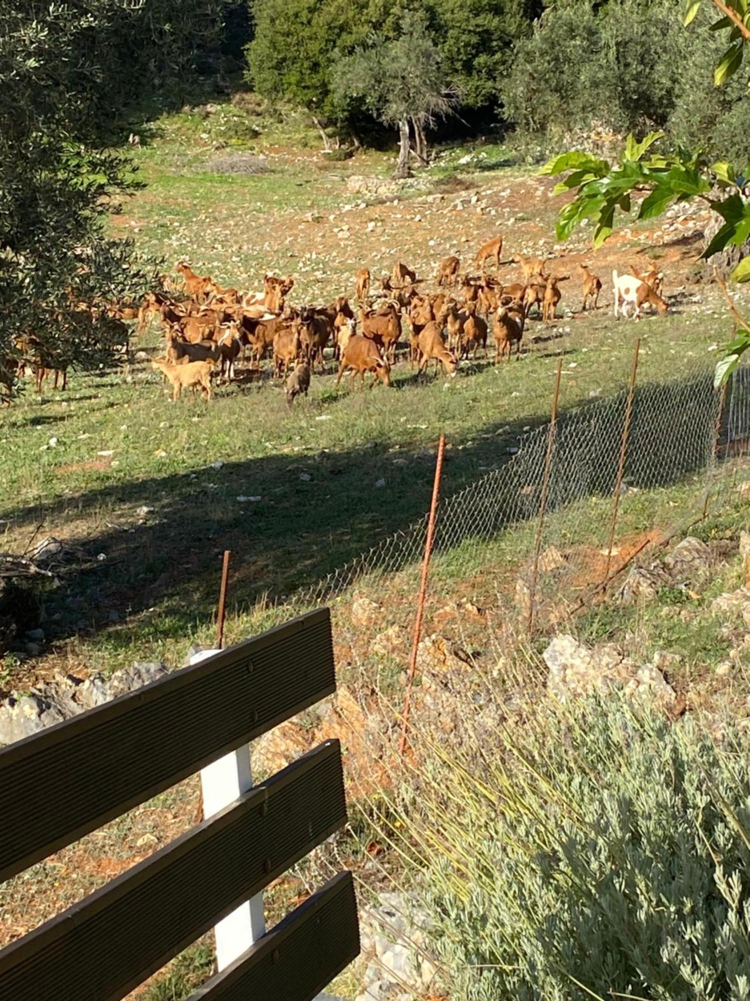 סקופלוס טאון Diakopi Villa מראה חיצוני תמונה